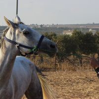 Abdalkareem Alhloul的照片