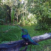 Jonny virtuosso's Photo