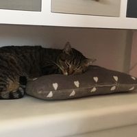 Giulia Giulia的照片