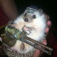 Dylan Robinson的照片