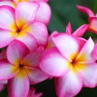 Pamela David的照片