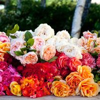 danya shahham's Photo