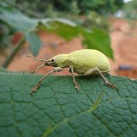 Weslly Maschio's Photo