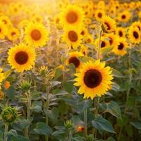 Fotos de Petra Filipcova