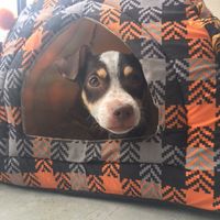 Alex&Gianni Woods&Tsunami's Photo