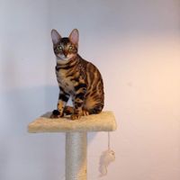 Hisham Chowdhury's Photo
