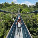 Treetop Walk's picture