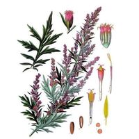 Фотографии пользователя Artemisia Vulgari