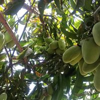 Bahram fallah's Photo