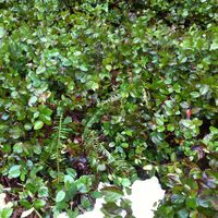 Lincoln Saugstad的照片