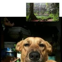 Oscar Fornier的照片