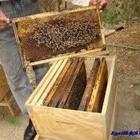 bousseta abdelghafour的照片