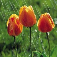 Asfia Jabeen's Photo