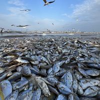 saeid nasirian's Photo