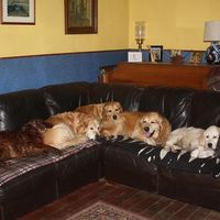 stephen kelly的照片