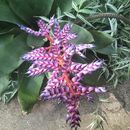Winter Flower Show and Origami Open House's picture