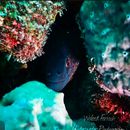 Diving and Snorkeling, Enjoying Red Sea Corals's picture