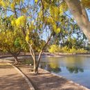 CS Meeting Cd. Obregón con Locales y Viajeros的照片