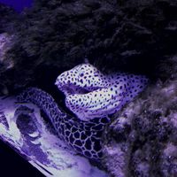 Photos de Dimchik Kushnarenko