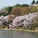 Bilder von Hanami Picnic at Mitsuike Park in Yokohama