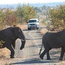 фотография Kruger National Park  With Rental Car 