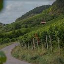 Foto de Weekly Meetup - Hike in vineyards