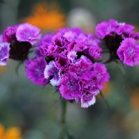 Rosine MERCIER的照片