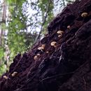 🌿 Secret Campsite Wilderness Weekend 🌿's picture