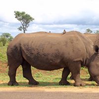 Le foto di Suné van Wyk