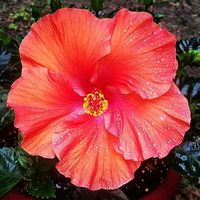 SamieJo Swilley's Photo