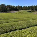 tea field trip 's picture