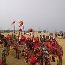 Camel Festival Bikaner 's picture