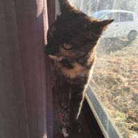 Shogo Shibata的照片