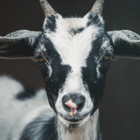 A  Goat's Photo