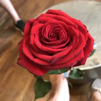 Le foto di Fatemeh Majidi