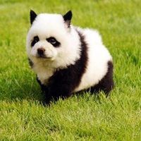 Le foto di Nicola Yin Cheng