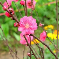 Photos de Nguyễn Thanh Khương