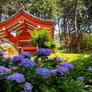 Hydrangea Garden of Mimurotoji 的照片