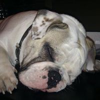 Photos de Sergi Tomàs Ciurana