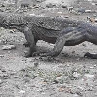 Donbosco Manziebert的照片