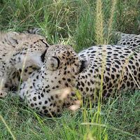 Фотографии пользователя kivumbi safari