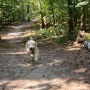 Foto de Hike in Grunewald