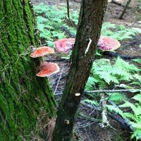 Steven Restmeyer's Photo