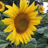 Le foto di Kenan kara