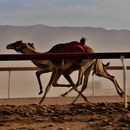 фотография Camel Racing In Wadi Rum 