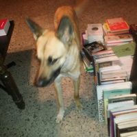 Fernando de Vargas的照片