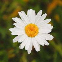 Lola Torres的照片