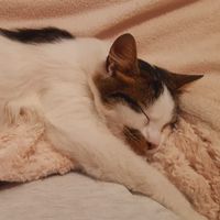 Mariam Ahmed's Photo