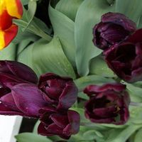 Laurence Rouffart's Photo