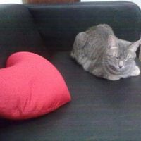 Julia Sanchez的照片